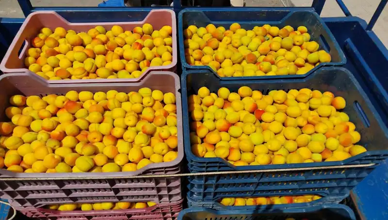 Türkiye'deki Tarım Devrimi: İlk Hasat 500 TL’ye Satışa Çıktı