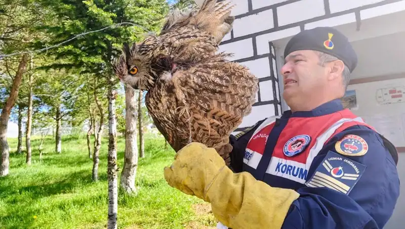 Dikenli Tellere Takılan Puhu: Hayvanseverlerin Umutla Beklediği Kurtuluş