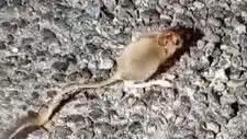 Tunceli'de Görülen Arap Tavşanı, Doğanın Gizemini Yeniden Gündeme Getirdi