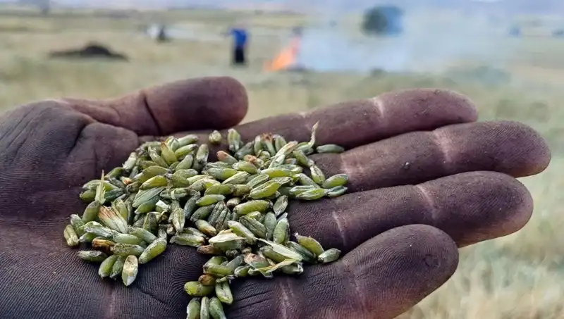 Yaz Mevsiminin En Gözde Lezzeti: Firik Sezonu Coşkusu!