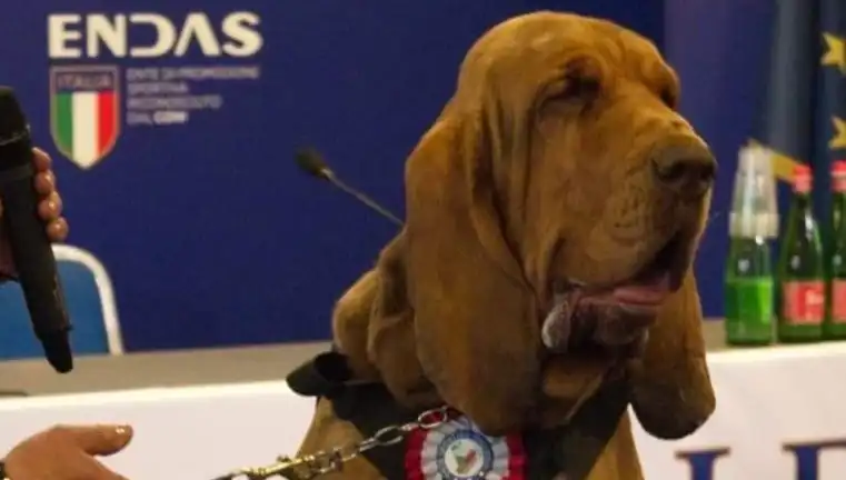 Arama Köpeğine Suikast: Çivili Sosisle Ölüm Oyunu!