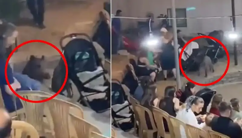 Yaban Domuzu Düğüne Dalınca Panik İle Koşuşturan Misafirler!
