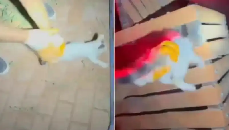 Gece Yarısı İtfaiye Ekibi, Kayıp Kediyi Kurtarmak İçin Zorlu Göreve Çıktı