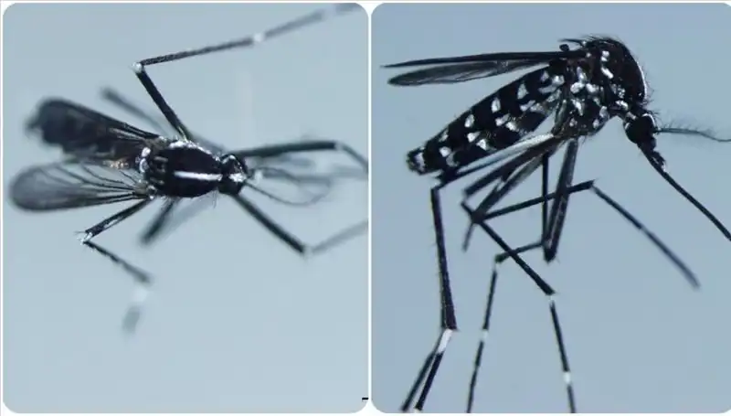 Chikungunya Virüsü: Belirtileri ve Ettiği Ülkelerle İlgili Bilgiler