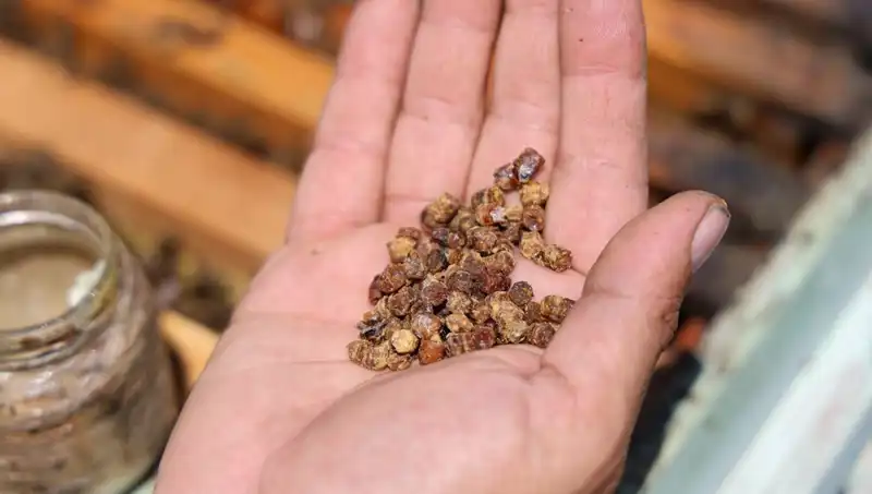 Eskiden Çöpe Giden Besin, Şimdi 3 Bin TL'den Satılıyor: Protein Hazinesi