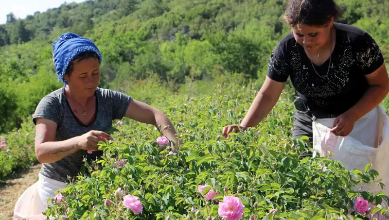 Zirai Dondan Etkilenen Gül Tarlalarında Beklenmedik Hasar: Ne Olacak?