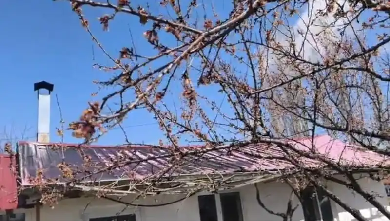 Dondurucu Soğuk, Kayısı Üreticilerini Zor Durumda Bıraktı
