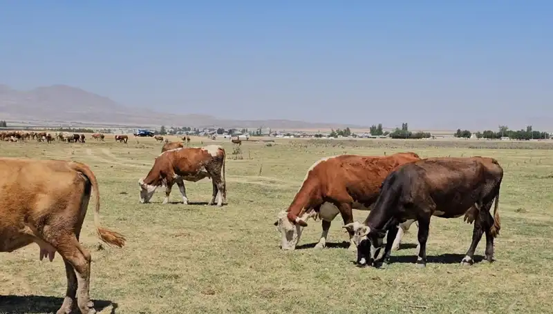 Arin Gölü'nün Kuruması: Bölgede Kritik Su Krizi Kapıda!