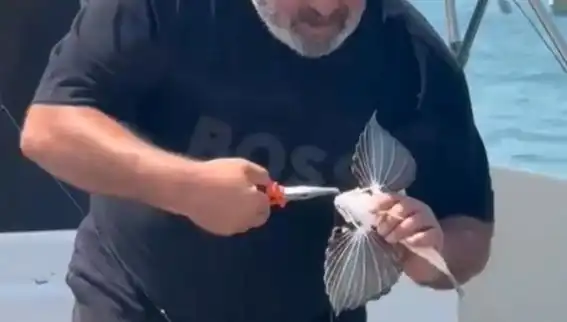 Saros Körfezi'nde Nadir Kırlangıç Balığı Oltaya Takıldı, Balık Avcıları Şaşkın!