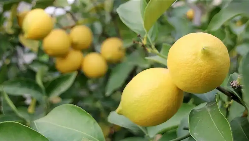 Limon Fiyatları Alev Alev: Adedi 24 Lira Olunca Ne Olacak?
