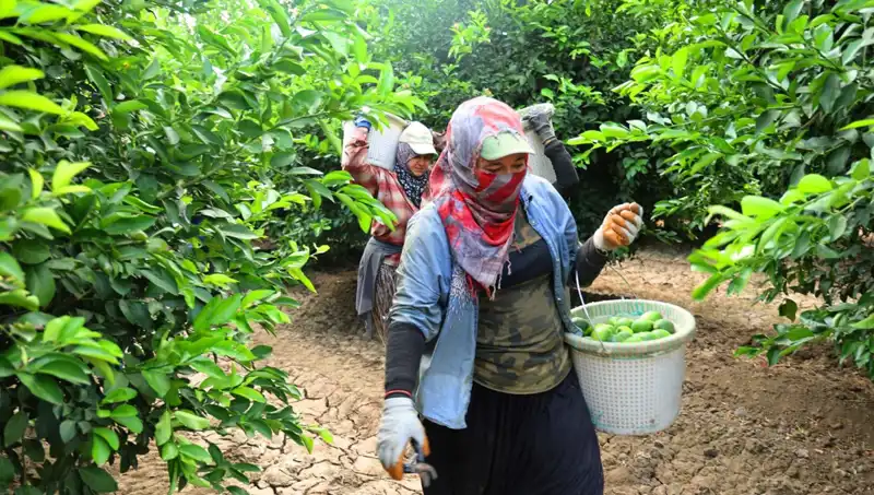 Türkiye'de Marketlerde Patatesin Kilosu 150 Lirayı Geçti: Neyin Faturası?
