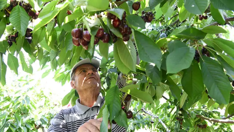 Lapseki Devi: Çay Bardağından Büyük Dev Balıkların Hikayesi