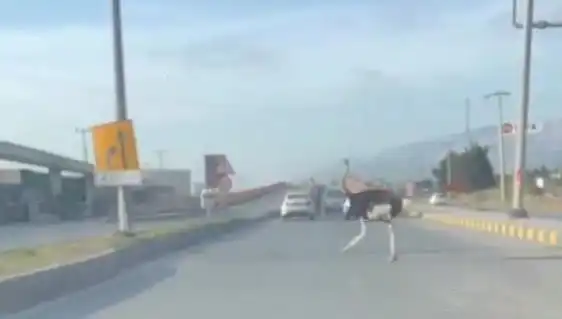 Trafikte Deve Kuşu Görülmesi: Sıradışı Olay Şehirde Şok Etkisi Yarattı