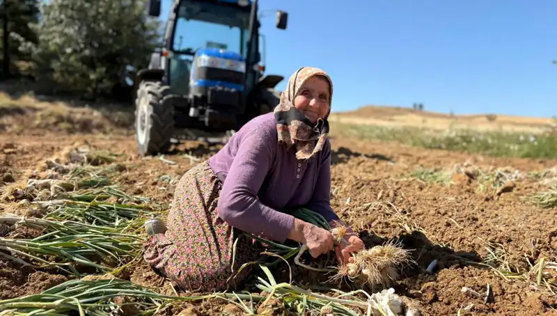 Türkiye'nin Selenyum Zengini Ürünü: Sadece 1200 Lira ile Alışverişte Fırsat