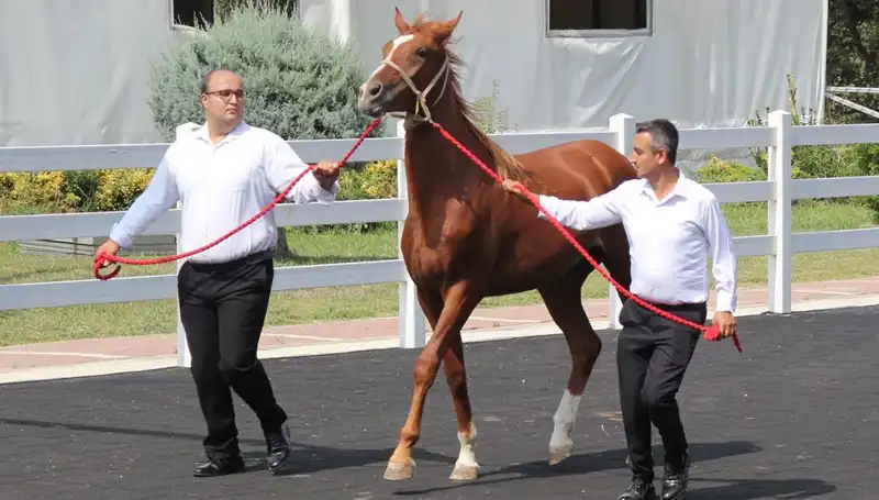 Taşkın Kral Rekoru: Doğanın Gücüyle Yarışan Efsanevi Anlar
