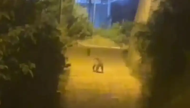 Gümüşhane'de Merkezde Gezen Ayı: Şehirde Panik ve Heyecan Bir Arada