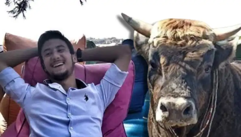 Aydın’da Güreş Boğası Tartışmalara Neden Olan Ölüm Olayı!