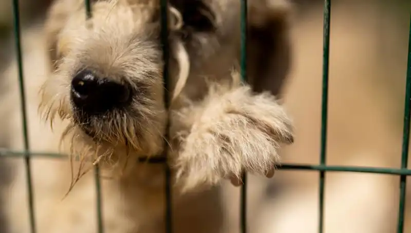 İş Stresi: İnsanların Düşmanı, Köpeklerin de Başına Bela Oluyor